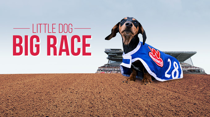 Let the Wiener Races Begin!